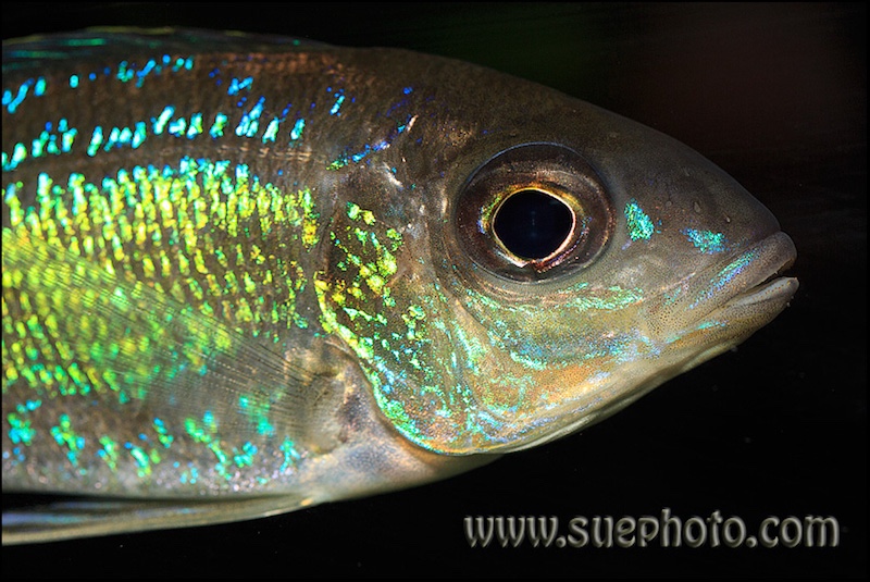 Cyathopharynx sp. 'neon streak' Chisanze